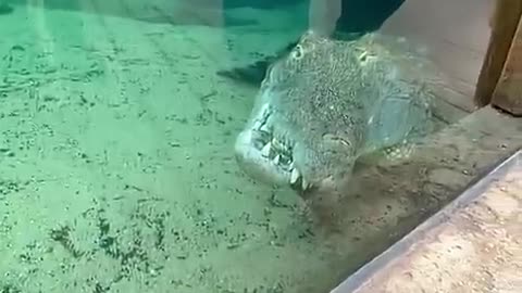 😂 Crocodile's Shocking Strength! 😲 Crocodile core | FunFM