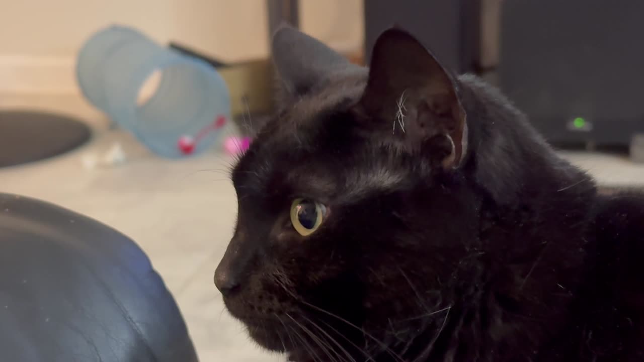 Cute Precious Piper is Still Wary of the Dog - Adopting a Cat from a Shelter Vlog