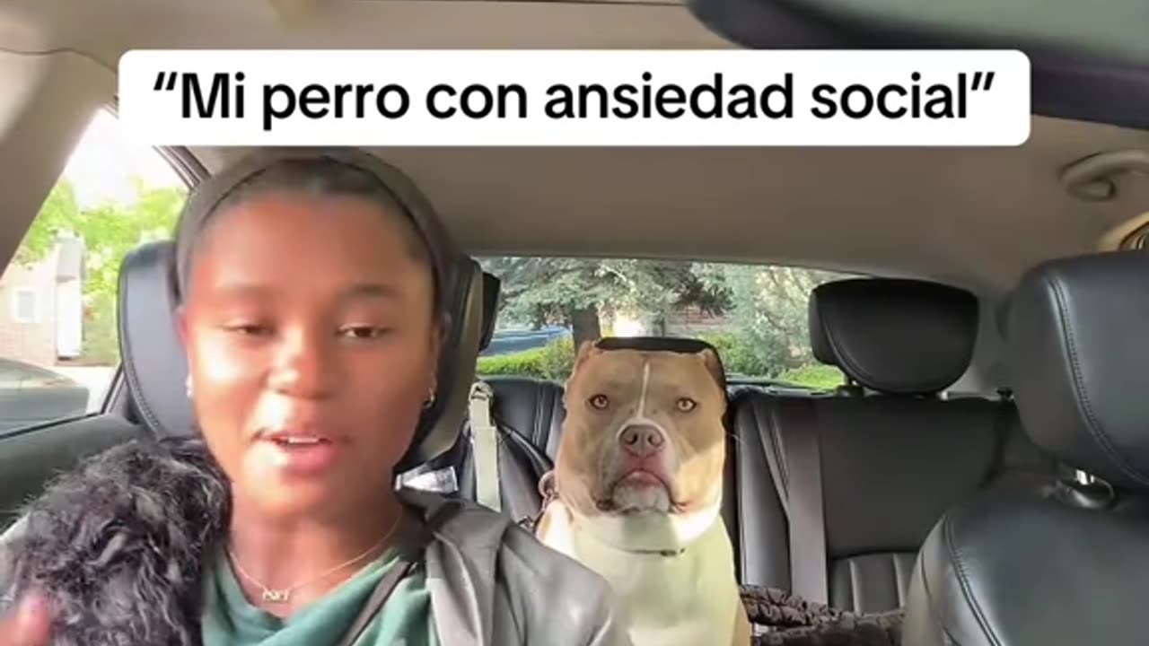 No se explicarlo pero es un perro gracioso