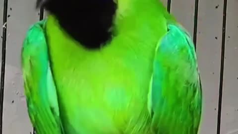 green magpie bird sound