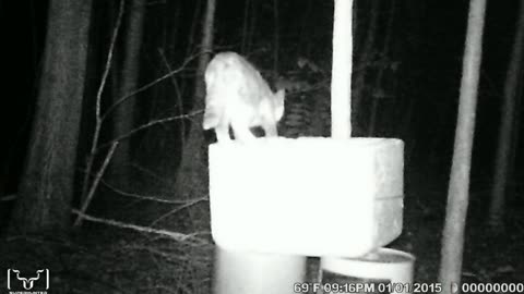 Trailcam Fun!