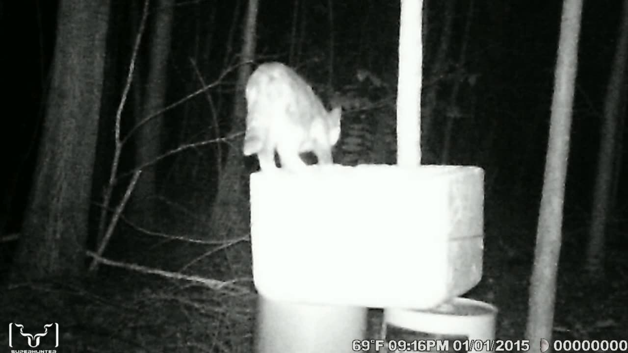Trailcam Fun!