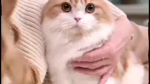 cat lover