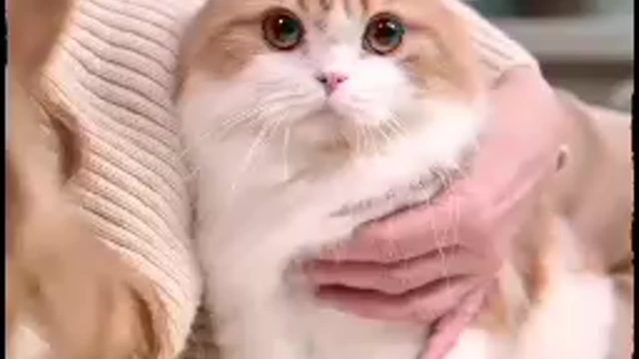 cat lover