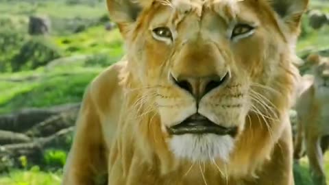 Mufasa 😍❤️ (Part - 69)....#reels #viralreels #reel #mufasa #animation #lastest #romantic #viralreel