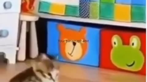 Car Lover Cat Fun Laughter