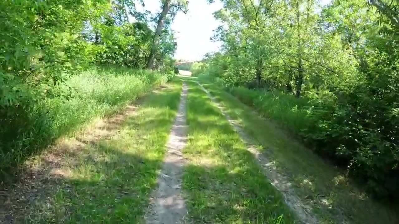 Baby Fox and Bad Raccoons