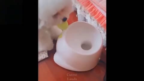 Cute and Funny Animal Videos / Try not to Laugh