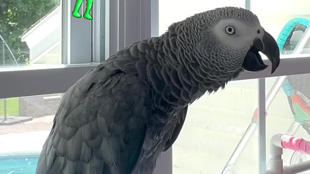Parrot farts and laughs! 🤣