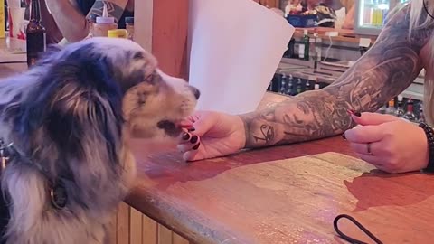 Picky Pup Demands Ranch