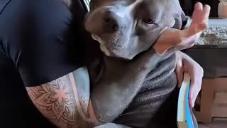This man rescued a traumatized pitbull and gave him a forever home