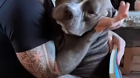 This man rescued a traumatized pitbull and gave him a forever home
