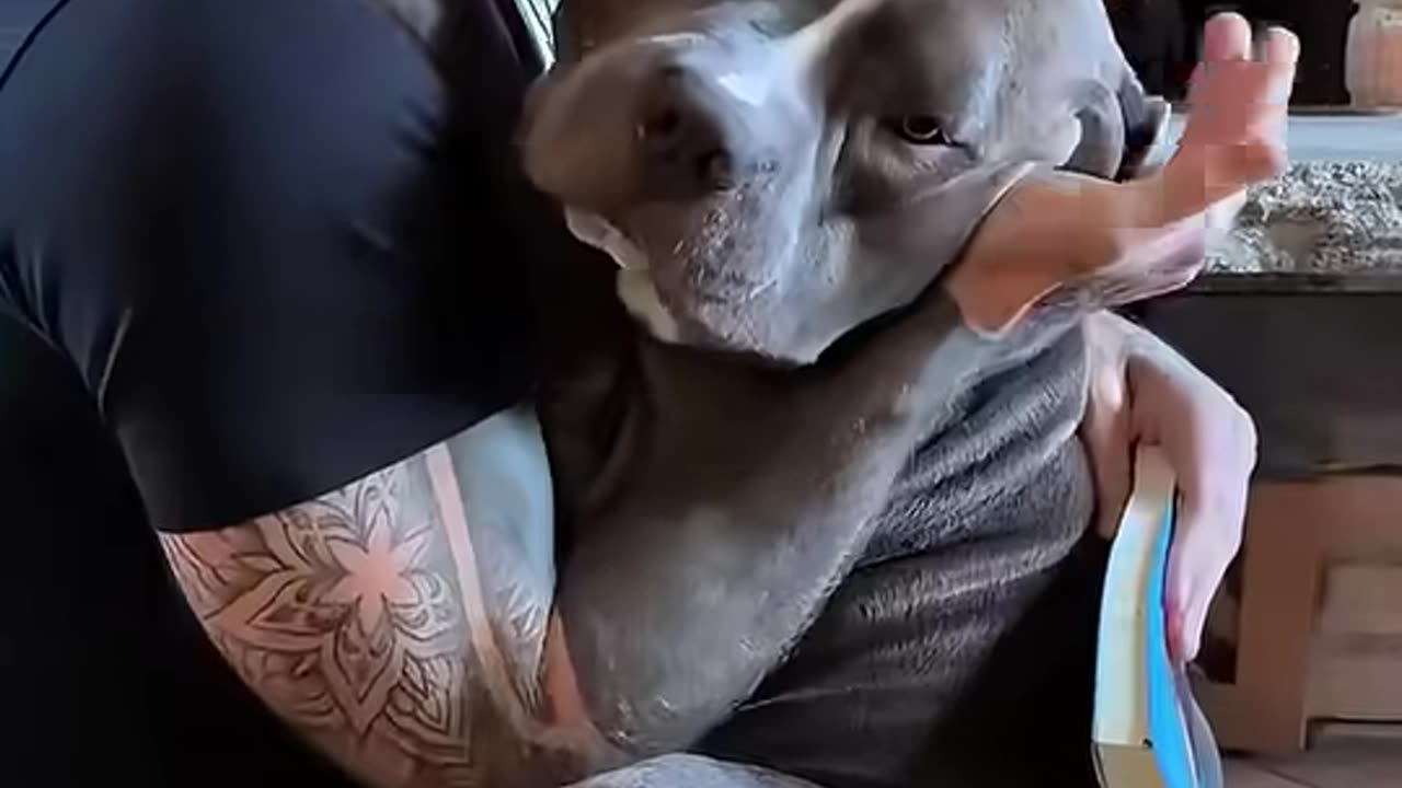 This man rescued a traumatized pitbull and gave him a forever home