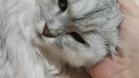Cat Falls Asleep on Human Hand Like It’s a Pillow 😴🐾