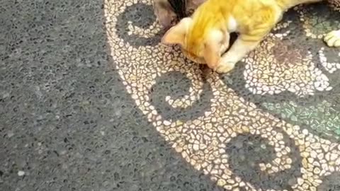 “These 3 Genius Cats Turn Into Hilarious Insect Hunters in My Yard!”