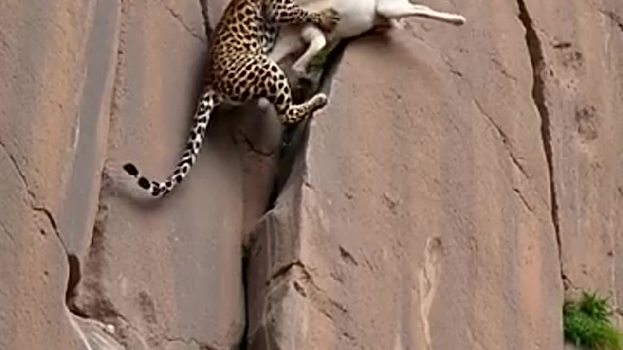 Goats life....