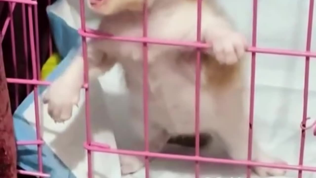 Funny animals