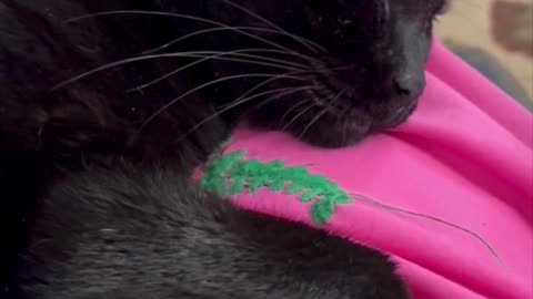 Cute Precious Piper Knows How to Keep Her Feetsies Warm - Adopting a Cat from a Shelter Vlog #shorts