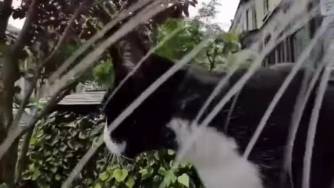 Cat Cam Reveals Secret Life! 🕵️‍♀️🐾