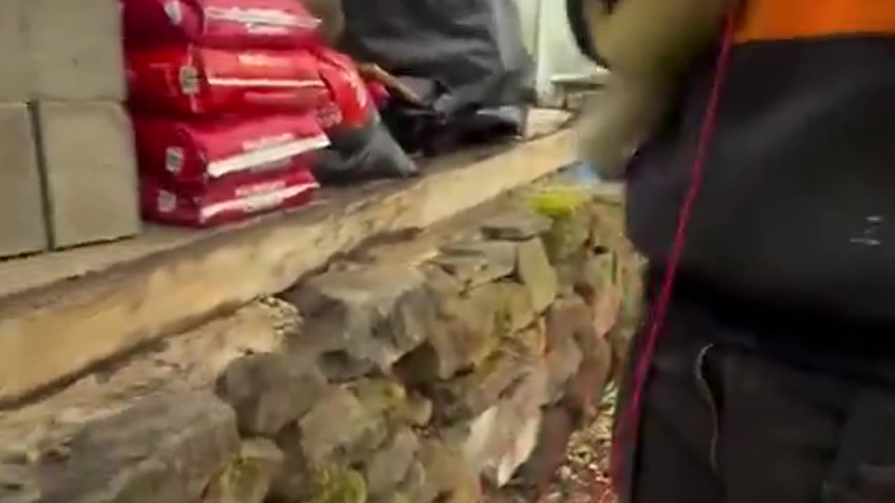 Ferrets are trained and used to help pull electrical wiring through hard-to-reach places