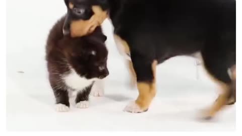 Puppies and kittens meeting for the first time