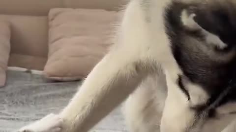 Dog's Comedy Videos 🤣 so cute videos 😍 funny videos in puppies comedy scenes 😂 Live Camera HD 🤣