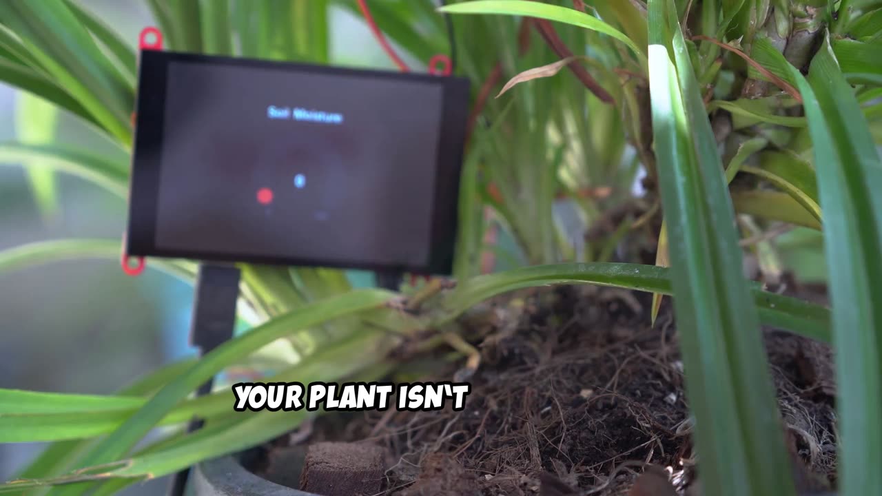 🌵 “Stop Murdering Your Plants with ‘Kindness’! 🌊💀
