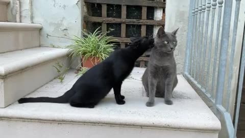 Cats wash each other with care and affection