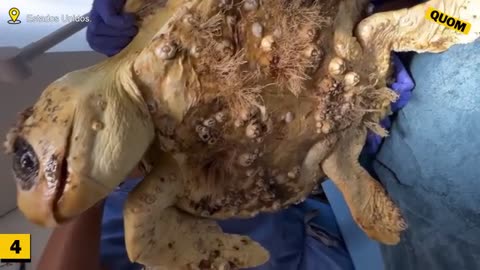5 Worst Cases of BARNACLES on SEA TURTLES