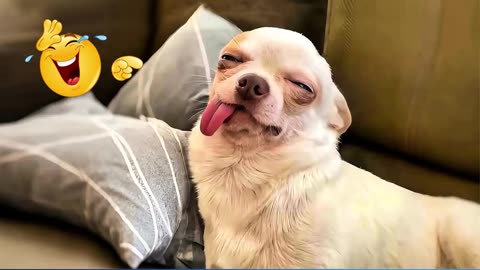 funniest animal videos compilation part 44