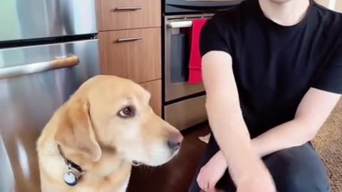 Dog's gaming Mood 😄 so funny videos 🤣 so cute videos 😍
