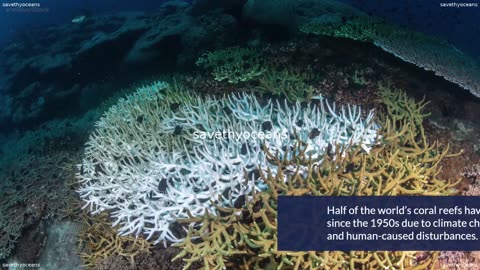 Coral Farming Is Helping Bring Back Coral Reefs Oceana Canada