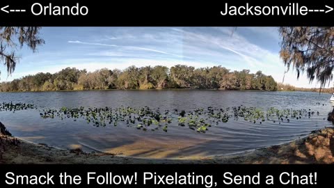 Central FL Wildlife Watch: St. Johns River 24/7 Live 🐊🌿