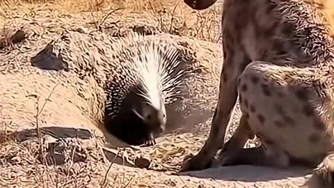 Hyena vs Porcupine