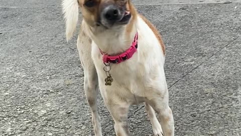 Dog With a Crooked Mouth