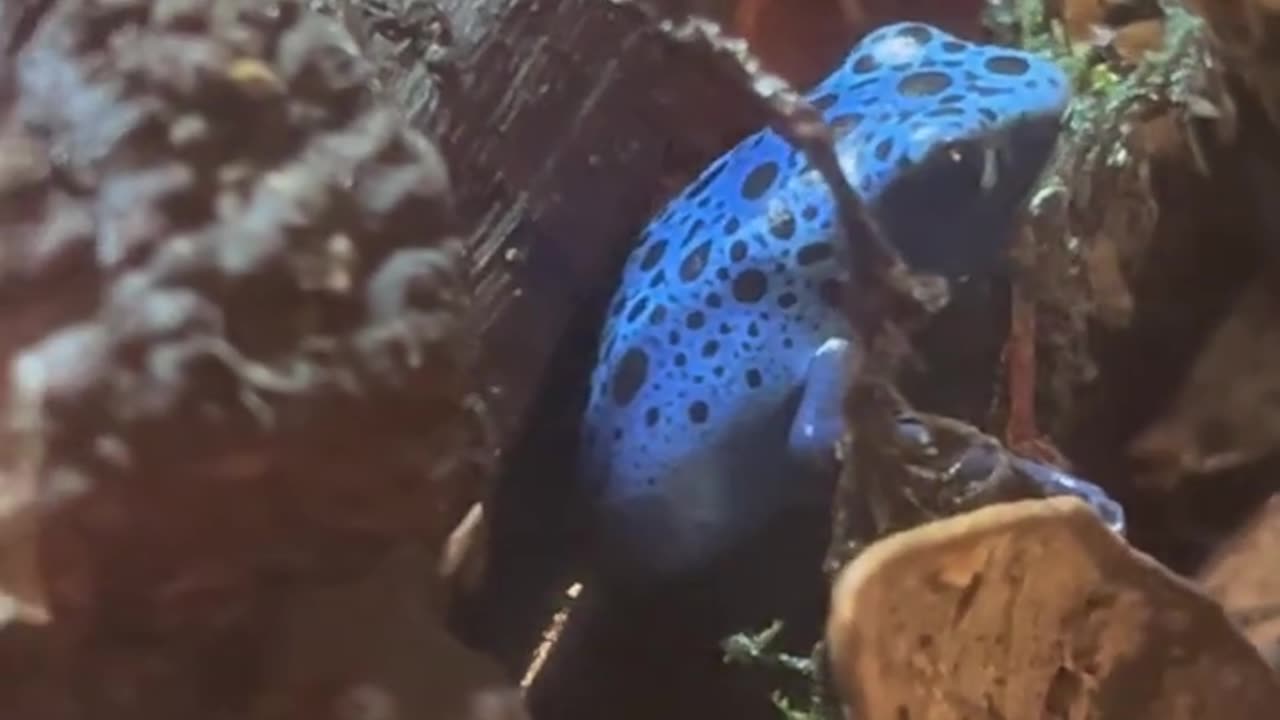 Valor the dart frog waking up in the morning!