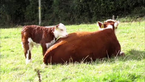 🐄😂 A Baby Calf's Clever Trick Will Melt Your Heart! | FunFM