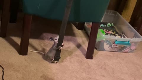 Baby Opossum Marks His Territory