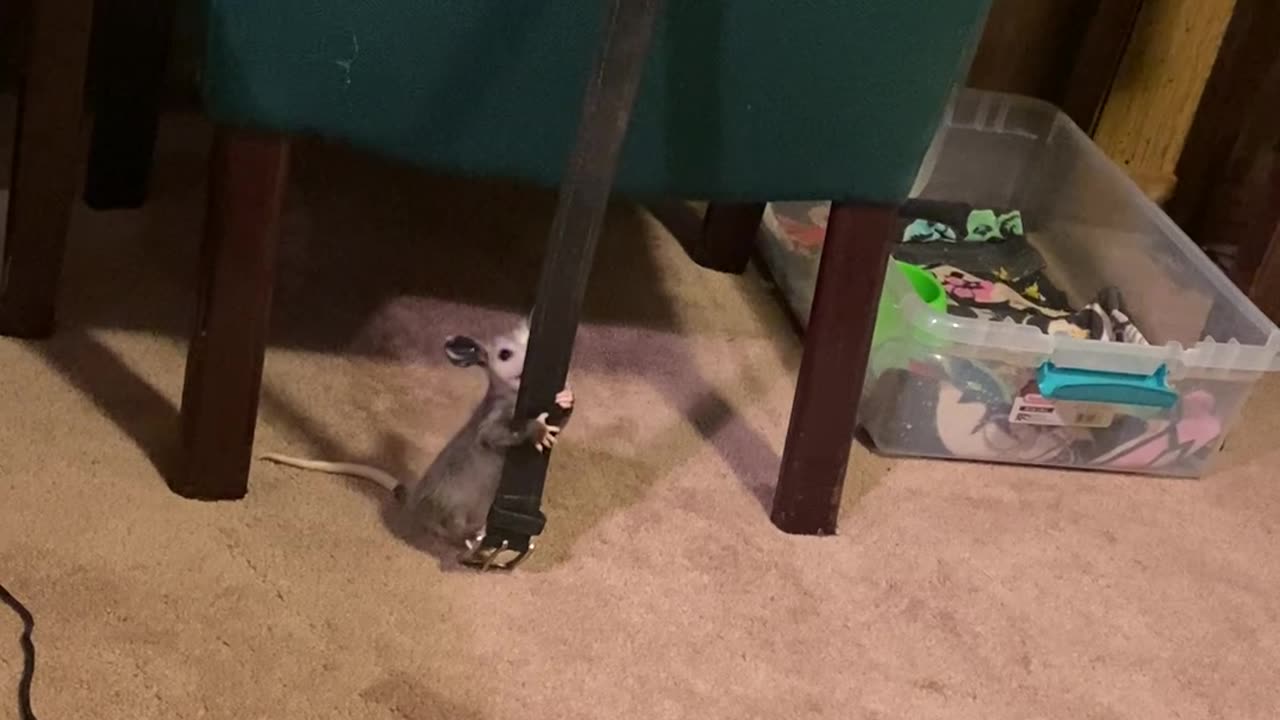 Baby Opossum Marks His Territory