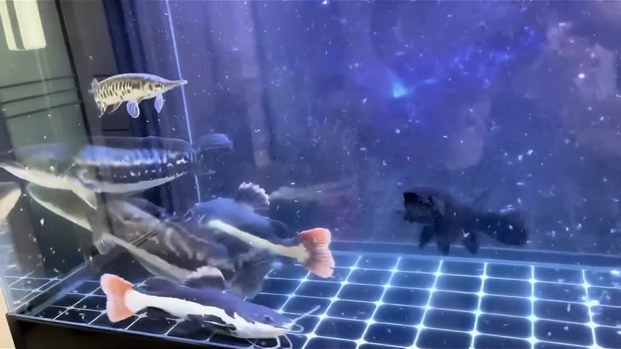 Unique world of fish 🐠🐟