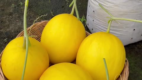 Harvest melons