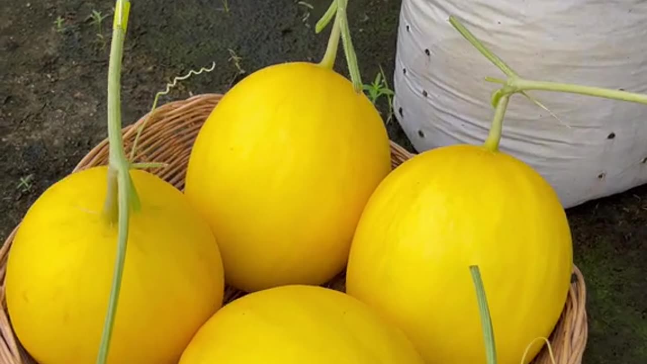 Harvest melons