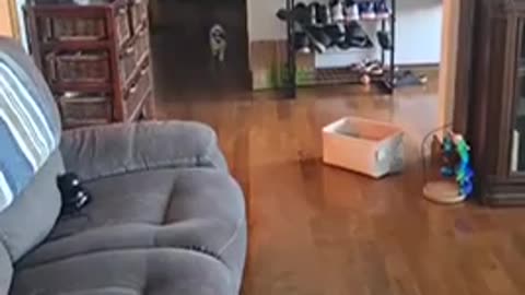 ๐ฑ๐ This Cat Thinks It's A Dog And It's Hilarious! | FunFM