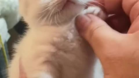 My Cat Is A Drama Queen