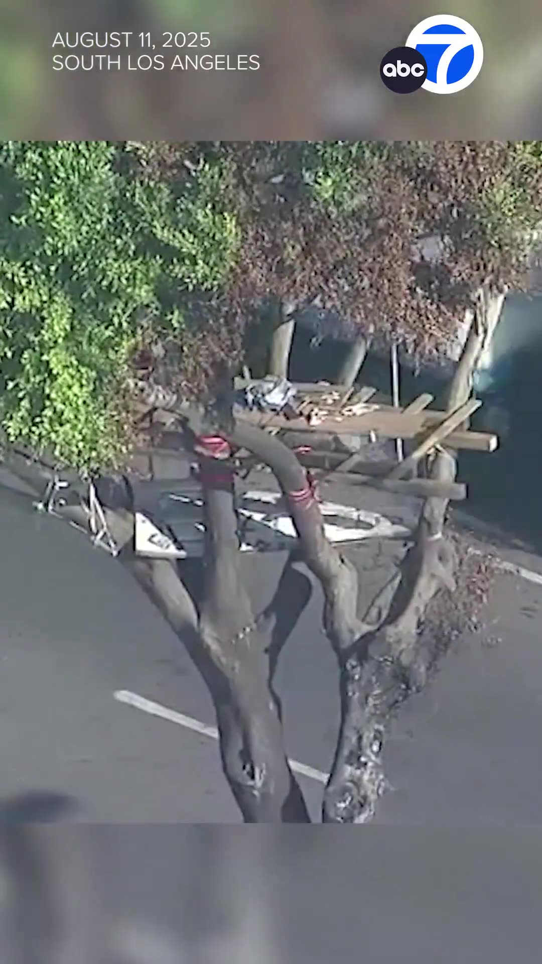 The homeless in L.A. are now building treehouses