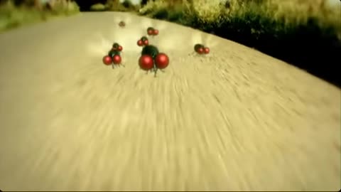 Minuscule - The Ladybug
