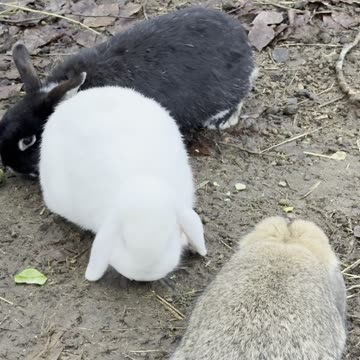 Tiny White Cloud Bunny Walking Off ☁️