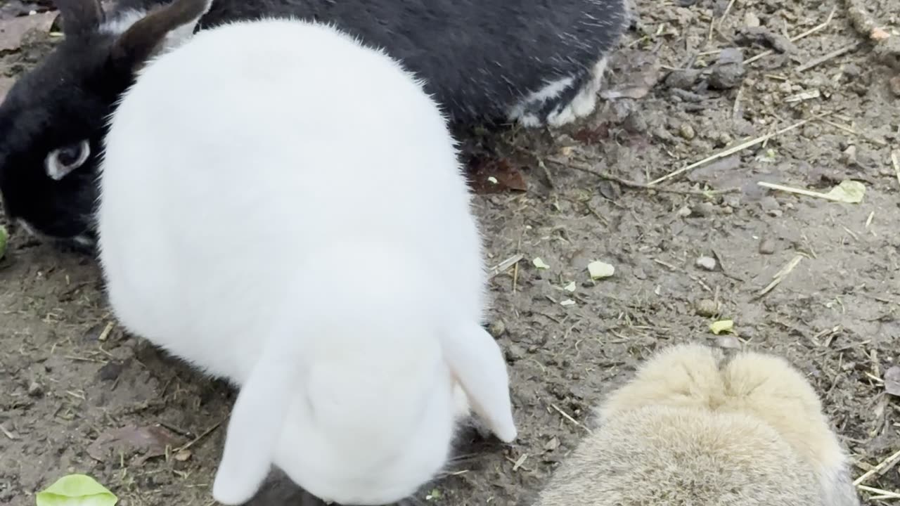 Tiny White Cloud Bunny Walking Off ☁️