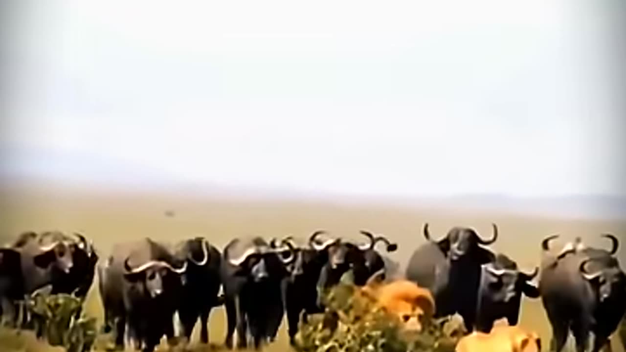 animals