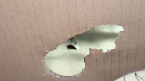 Dog Bites Cardboard Box Apart To 'Rescue' Owner